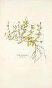 Cistus canariensis - Nikolaus Joseph Freiherr von Jacquin — widok dzieła