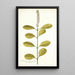 Citharexylum erectum - Nikolaus Joseph Freiherr von Jacquin — oprawiony obraz na ścianie