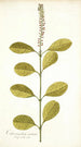 Citharexylum erectum - Nikolaus Joseph Freiherr von Jacquin — widok dzieła