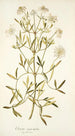 Clematis angustifolia - Nikolaus Joseph Freiherr von Jacquin — widok dzieła