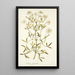Clematis angustifolia - Nikolaus Joseph Freiherr von Jacquin — oprawiony obraz na ścianie