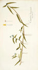 Commelina longicaulis - Nikolaus Joseph Freiherr von Jacquin — widok dzieła