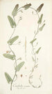 Convolvulus crenatus - Nikolaus Joseph Freiherr von Jacquin — widok dzieła