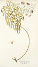 Convolvulus floridus - Nikolaus Joseph Freiherr von Jacquin — widok dzieła