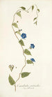 Convolvulus pentanthus - Nikolaus Joseph Freiherr von Jacquin — widok dzieła