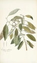 Conyza carolinensis - Nikolaus Joseph Freiherr von Jacquin — widok dzieła