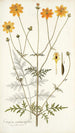 Coreopsis artemisiaefolia - Nikolaus Joseph Freiherr von Jacquin — widok dzieła
