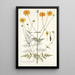 Coreopsis artemisiaefolia - Nikolaus Joseph Freiherr von Jacquin — oprawiony obraz na ścianie