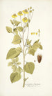 Coreopsis limensis - Nikolaus Joseph Freiherr von Jacquin — widok dzieła