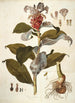 Costus arabicus - Nikolaus Joseph Freiherr von Jacquin — widok dzieła