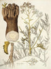 Crambe tartaria - Nikolaus Joseph Freiherr von Jacquin — widok dzieła
