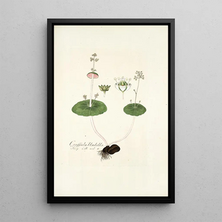 Nikolaus Joseph Freiherr von Jacquin - Crassula umbella.webp