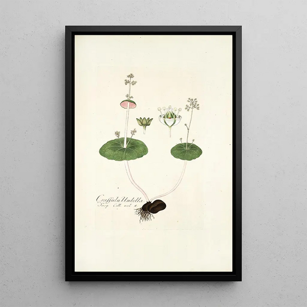 Nikolaus Joseph Freiherr von Jacquin - Crassula umbella.webp