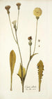 Crepis albida - Nikolaus Joseph Freiherr von Jacquin — widok dzieła