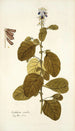Crotalaria coerulea - Nikolaus Joseph Freiherr von Jacquin — widok dzieła