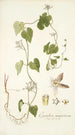 Cynanchum monspeliacum - Nikolaus Joseph Freiherr von Jacquin — widok dzieła