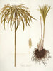 Cyperus alternifolius - Nikolaus Joseph Freiherr von Jacquin — widok dzieła