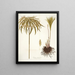 Cyperus alternifolius - Nikolaus Joseph Freiherr von Jacquin — oprawiony obraz na ścianie