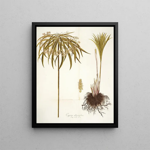 Nikolaus Joseph Freiherr von Jacquin - Cyperus alternifolius.webp