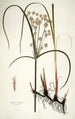 Cyperus longus - Nikolaus Joseph Freiherr von Jacquin — widok dzieła