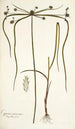 Cyperus viscosus - Nikolaus Joseph Freiherr von Jacquin — widok dzieła