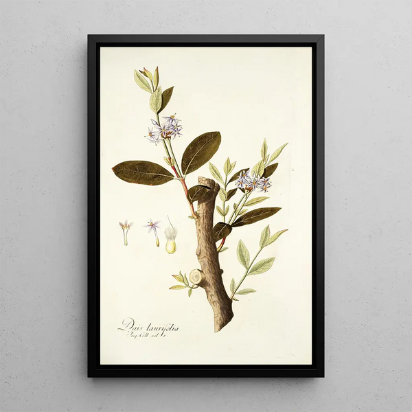 Nikolaus Joseph Freiherr von Jacquin - Dais laurifolia.webp