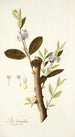Dais laurifolia - Nikolaus Joseph Freiherr von Jacquin — widok dzieła