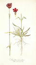 Dianthus atrorubens - Nikolaus Joseph Freiherr von Jacquin — widok dzieła
