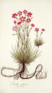 Dianthus sylvestris - Nikolaus Joseph Freiherr von Jacquin — widok dzieła