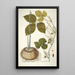 Dioscorea triphylla - Nikolaus Joseph Freiherr von Jacquin — oprawiony obraz na ścianie