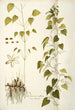 Dioscorea villosa - Nikolaus Joseph Freiherr von Jacquin — widok dzieła