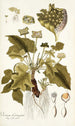 Dorstenia contrajerva - Nikolaus Joseph Freiherr von Jacquin — widok dzieła