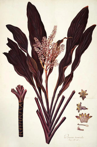 Nikolaus Joseph Freiherr von Jacquin - Dracaena terminalis.webp