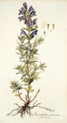 Dracocephalum austriacum - Nikolaus Joseph Freiherr von Jacquin — widok dzieła