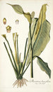Dracontium lanceaefolium - Nikolaus Joseph Freiherr von Jacquin — widok dzieła