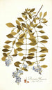 Duranta plumieri - Nikolaus Joseph Freiherr von Jacquin — widok dzieła