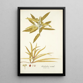 Nikolaus Joseph Freiherr von Jacquin - Elaeodendron orientale.webp