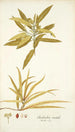 Elaeodendron orientale - Nikolaus Joseph Freiherr von Jacquin — widok dzieła