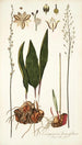 Eriospermum lanceaefolium - Nikolaus Joseph Freiherr von Jacquin — widok dzieła