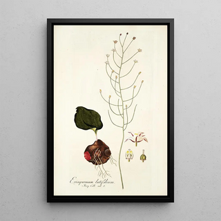 Nikolaus Joseph Freiherr von Jacquin - Eriospermum latifolium.webp