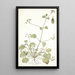 Erodium ribifolium - Nikolaus Joseph Freiherr von Jacquin — oprawiony obraz na ścianie