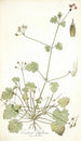 Erodium ribifolium - Nikolaus Joseph Freiherr von Jacquin — widok dzieła