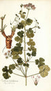 Erodium trilobatum - Nikolaus Joseph Freiherr von Jacquin — widok dzieła