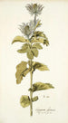 Eryngium alpinum - Nikolaus Joseph Freiherr von Jacquin — widok dzieła
