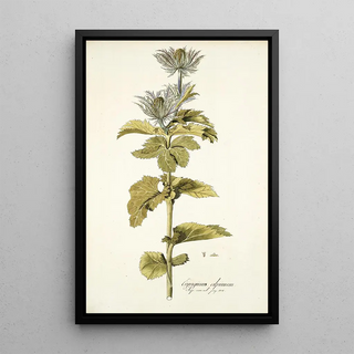 Nikolaus Joseph Freiherr von Jacquin - Eryngium alpinum.webp