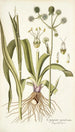 Eryngium aquaticum - Nikolaus Joseph Freiherr von Jacquin — widok dzieła