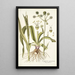 Eryngium aquaticum - Nikolaus Joseph Freiherr von Jacquin — oprawiony obraz na ścianie