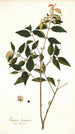 Eugenia baruensis - Nikolaus Joseph Freiherr von Jacquin — widok dzieła