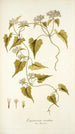 Eupatorium scandens - Nikolaus Joseph Freiherr von Jacquin — widok dzieła