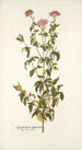 Eupatorium syriacum - Nikolaus Joseph Freiherr von Jacquin — widok dzieła